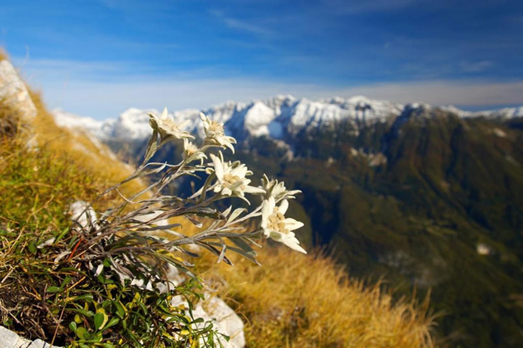 Apartma Bohinj Zimmer foto